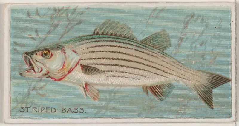 Striped Bass, from the series Fishers and Fish (N74) for Duke brand cigarettes Wall Art by Knapp & Company - High-Resolution Digital Print