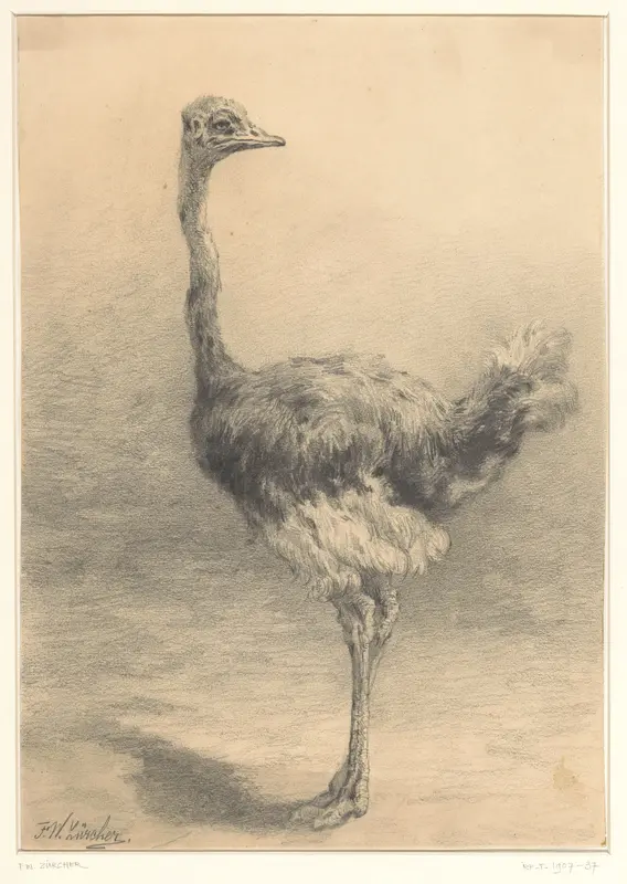 Struisvogel Wall Art by Frederik Willem Zürcher - High-Resolution Digital Print