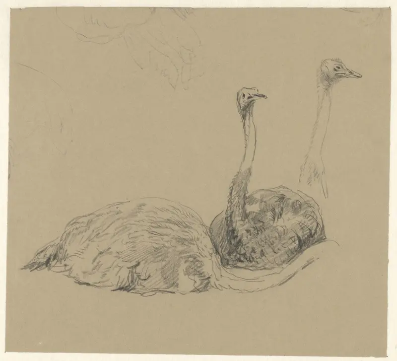 Struisvogels Wall Art by Guillaume Anne van der Brugghen - High-Resolution Digital Print