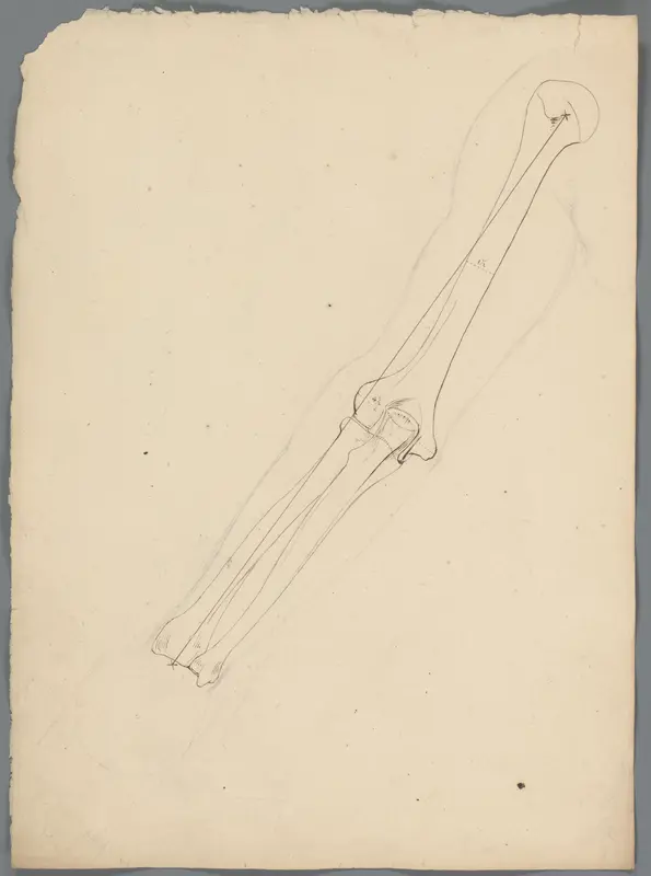 Studie van de armbotten Wall Art by Unknown - High-Resolution Digital Print