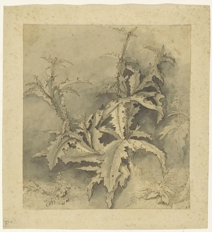 Studie van een distel-plant en kleiner gewas Wall Art by Unknown - High-Resolution Digital Print