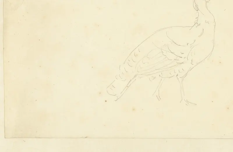 Studie van een pauw Wall Art by Aert Schouman - High-Resolution Digital Print