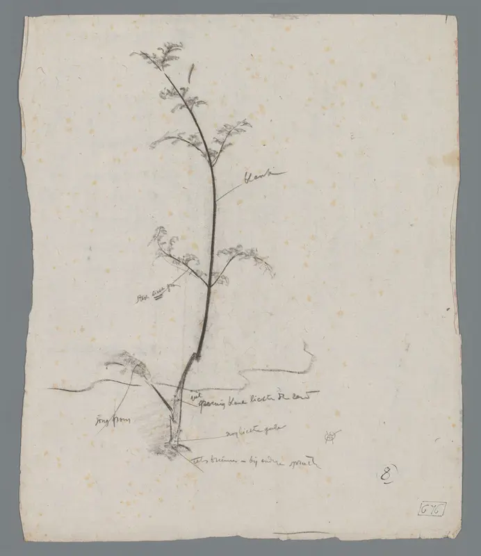 Studie van een plant Wall Art by Unknown - High-Resolution Digital Print