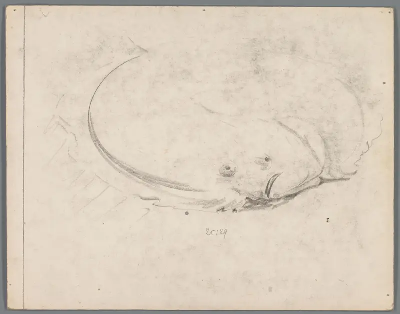 Studie van een platvis Wall Art by Gerrit Willem Dijsselhof - High-Resolution Digital Print