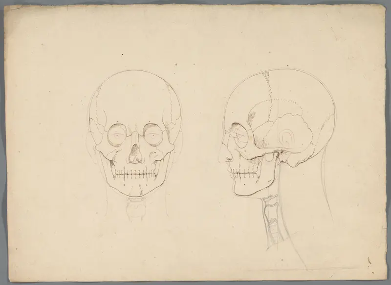 Studie van een schedel Wall Art by Unknown - High-Resolution Digital Print