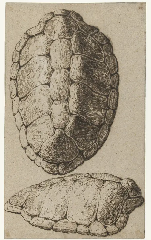 Studie van het rugschild van een schildpad Wall Art by Unknown - High-Resolution Digital Print