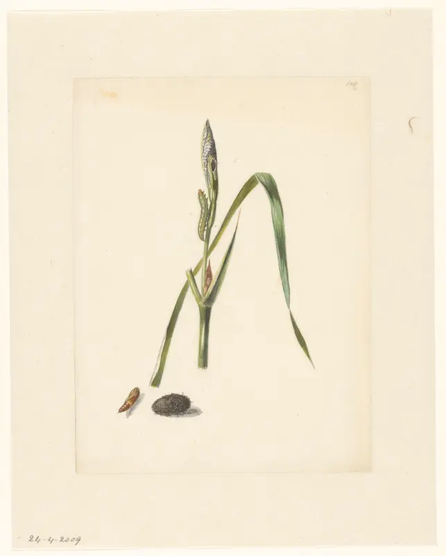 Studie van Iris met rups, eronder een cocon en ingesponnen rups Wall Art by Albertus Steenbergen - High-Resolution Digital Print