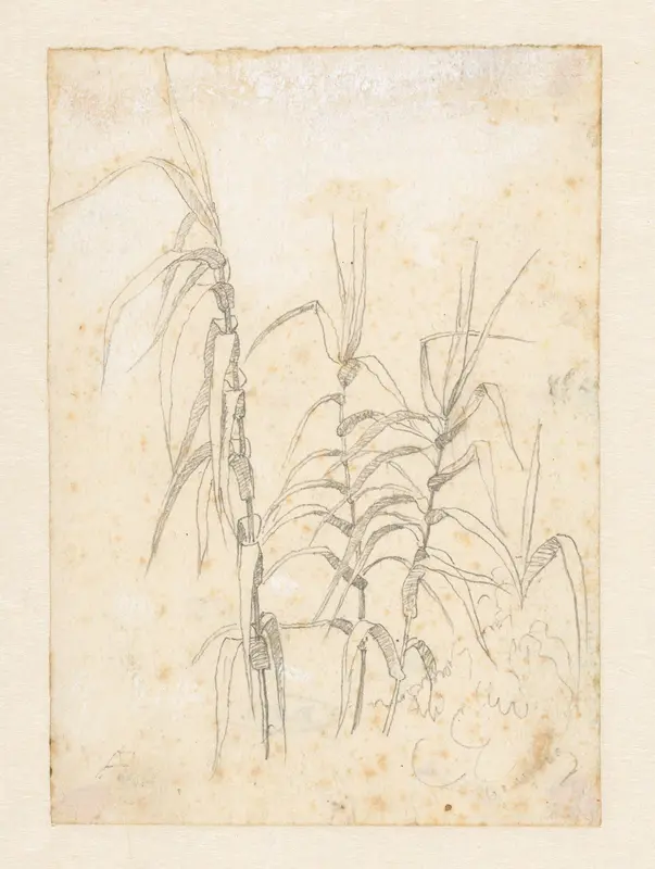 Studie van riet Wall Art by Unknown - High-Resolution Digital Print