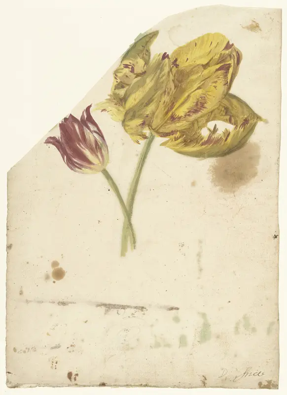 Studie van twee tulpen Wall Art by Elias van Nijmegen - High-Resolution Digital Print