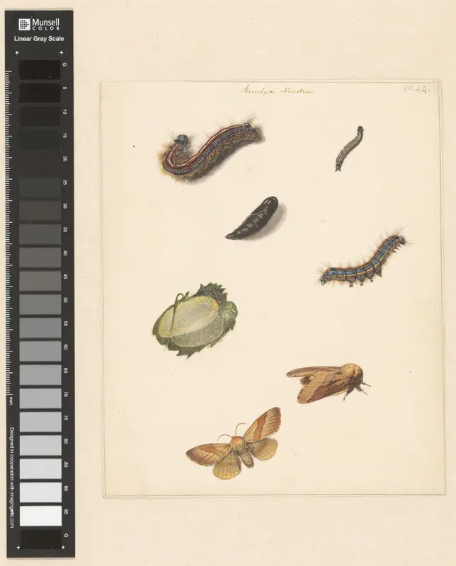 Studieblad met diverse rupsen, nachtvlinders, een ei en een cocon van de Bombya Neustria Wall Art by Albertus Steenbergen - High-Resolution Digital Print