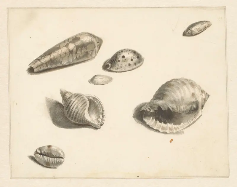 Studieblad met diverse schelpen Wall Art by Albertus Steenbergen - High-Resolution Digital Print