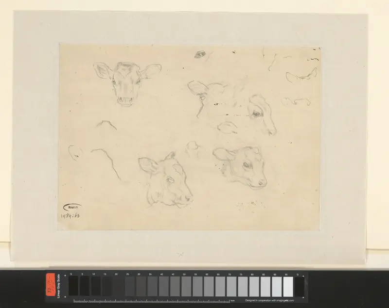 Studieblad met drie koppen van kalveren en delen van koppen Wall Art by Sjoerd Kuperus - High-Resolution Digital Print