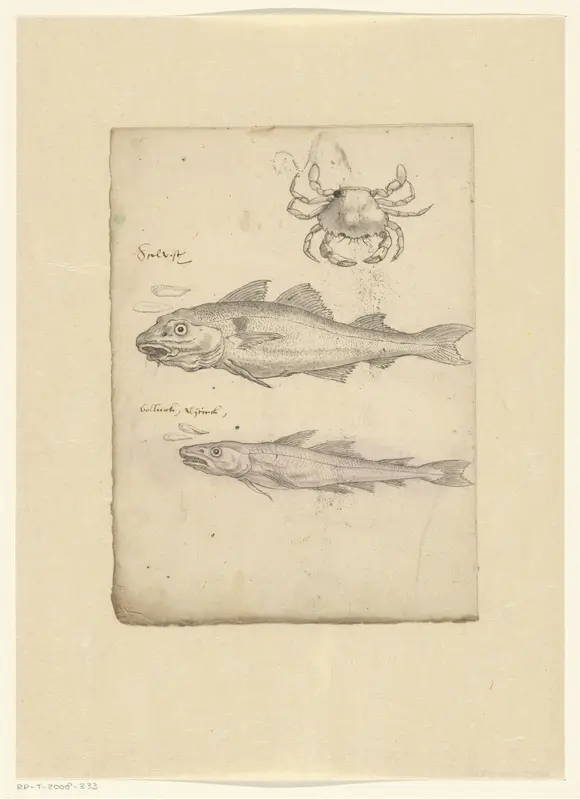 Studieblad met een krab (Portunus holsatus fabr.), een schelvis (Melanogrammus aeglefinus) en een wijting (Gadus merlangus) Wall Art by anonymous - High-Resolution Digital Print