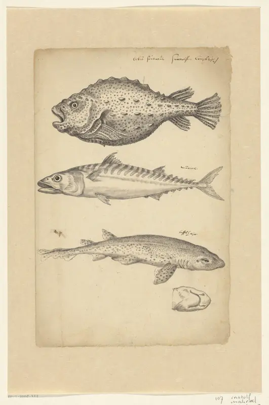 Studieblad met een snotolf (Cyclopterus lumpus), een makreel (Scomber scombrus) en een hondshaai (Scyliorhinus canicula) Wall Art by anonymous - High-Resolution Digital Print
