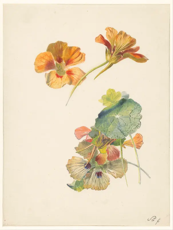 Studieblad met Oost-Indische kers Wall Art by Albertus Steenbergen - High-Resolution Digital Print