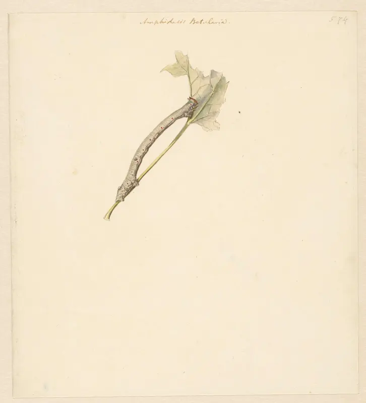 Studieblad met rups, Amphidasis Betularia Wall Art by Albertus Steenbergen - High-Resolution Digital Print