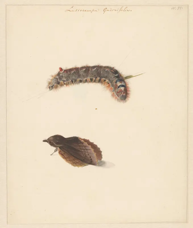 Studieblad met rups en nachtvlinders, Lasiocampa Quireifolia Wall Art by Albertus Steenbergen - High-Resolution Digital Print