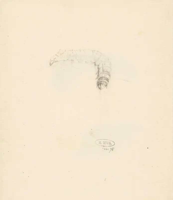 Studieblad met rups, Lasiocampa Quireifolia Wall Art by Albertus Steenbergen - High-Resolution Digital Print