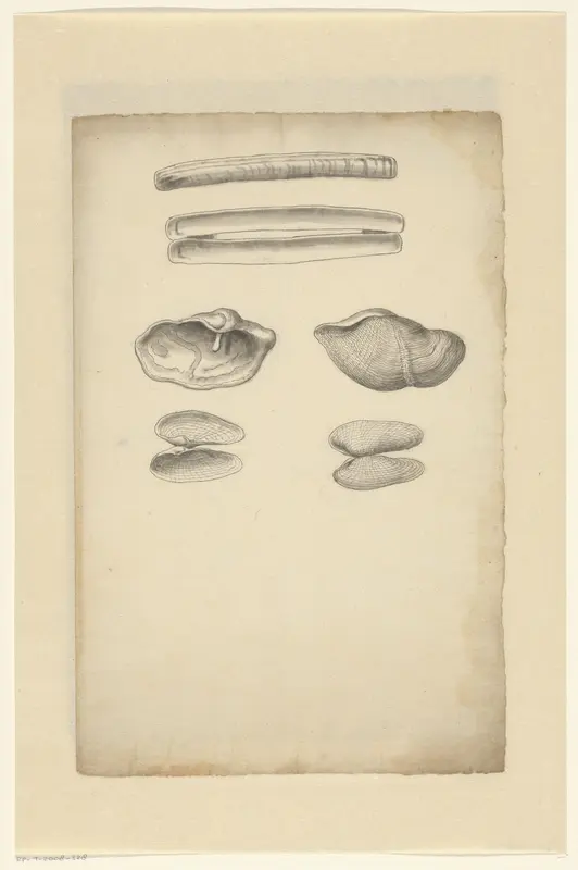 Studieblad met scheermessen (Ensis arcuatus), ruwe boormossels (Zirfaea Crispata) en witte boormossel (Barnea Candida) Wall Art by anonymous - High-Resolution Digital Print