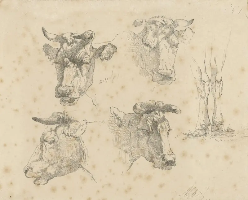 Studieblad met vier koeienkoppen en de poten van een koe Wall Art by Unknown - High-Resolution Digital Print