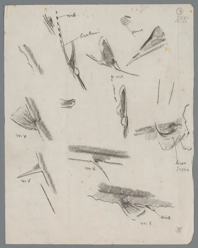 Studieblad met vinnen van vissen Wall Art by Unknown - High-Resolution Digital Print