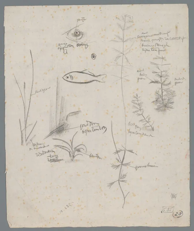 Studieblad met vissen en waterplanten Wall Art by Unknown - High-Resolution Digital Print