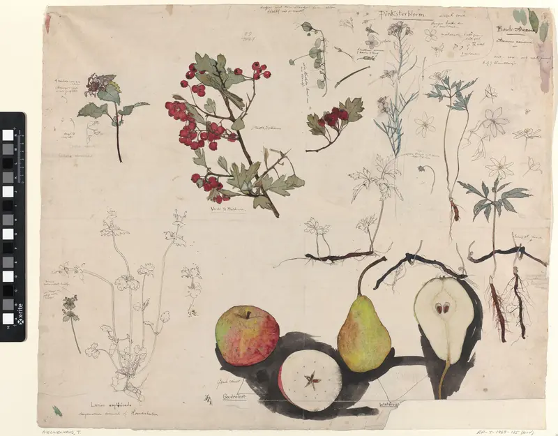 Studieblad met vruchten, planten en bloemen Wall Art by Theo Nieuwenhuis - High-Resolution Digital Print