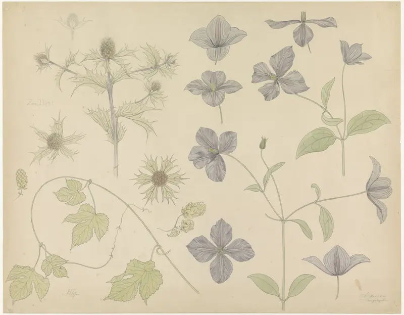 Studieblad met Zeedistel, Hop en Clematis Wall Art by Julie de Graag - High-Resolution Digital Print