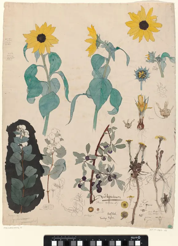 Studieblad met zonnebloemen, sneeuwbes en sleedoorn Wall Art by Theo Nieuwenhuis - High-Resolution Digital Print