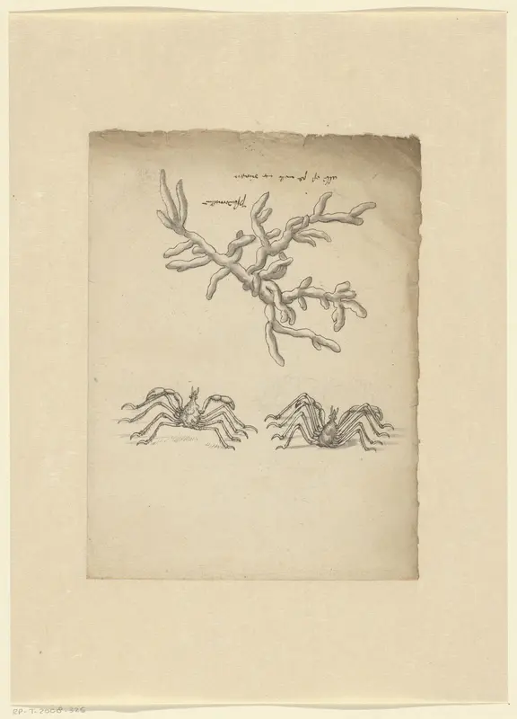 Studies of a pseudo-coral (Alcyonidium Gelatinosum) and two crabs (Stenorhynchus rostratus) Wall Art by anonymous - High-Resolution Digital Print