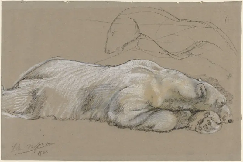 Studies of a Recumbent Polar Bear Wall Art by Unknown - High-Resolution Digital Print
