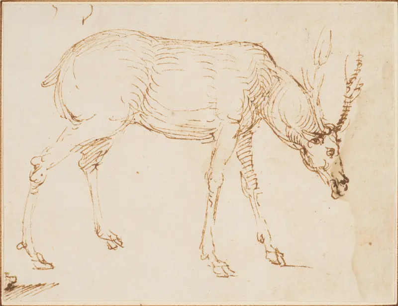 Studies of a Stag Wall Art by Stefano da Verona (Stefano di Giovanni d'Arbosio di Francia) - High-Resolution Digital Print