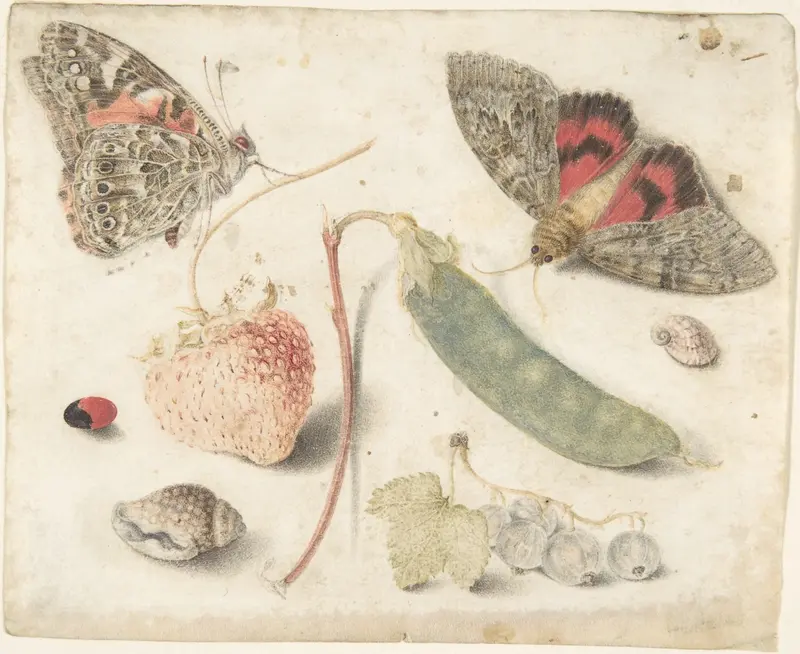 Studies of Fruits, Insects and Shells Wall Art by Georg Flegel - High-Resolution Digital Print