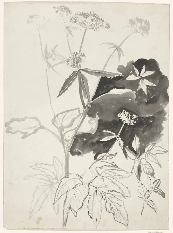Studies of Plants Wall Art by Carel Adolph Lion Cachet - High-Resolution Digital Print