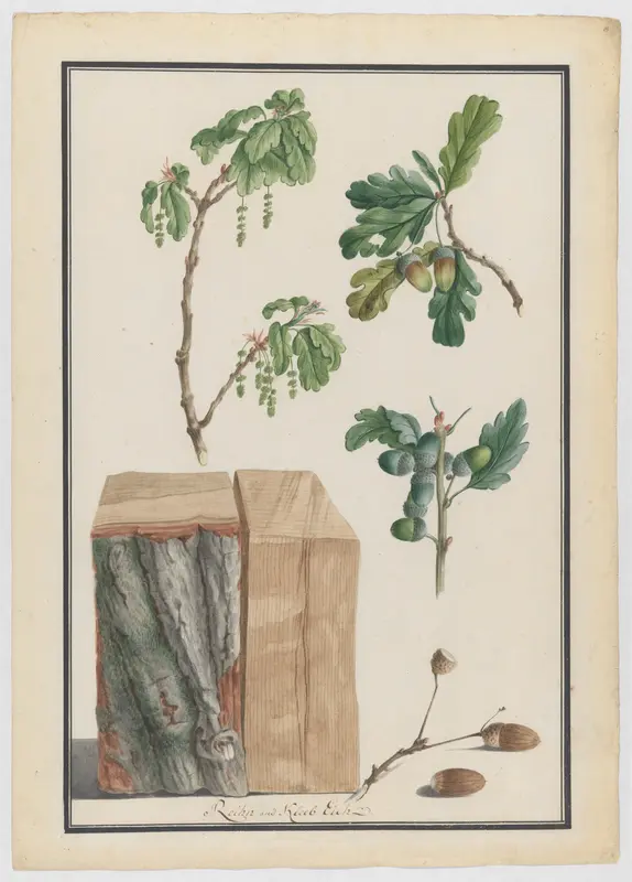 Studies of the blossoms, fruits and trunk of an English oak (Quercus robur) Wall Art by Ludwig Pfleger - High-Resolution Digital Print