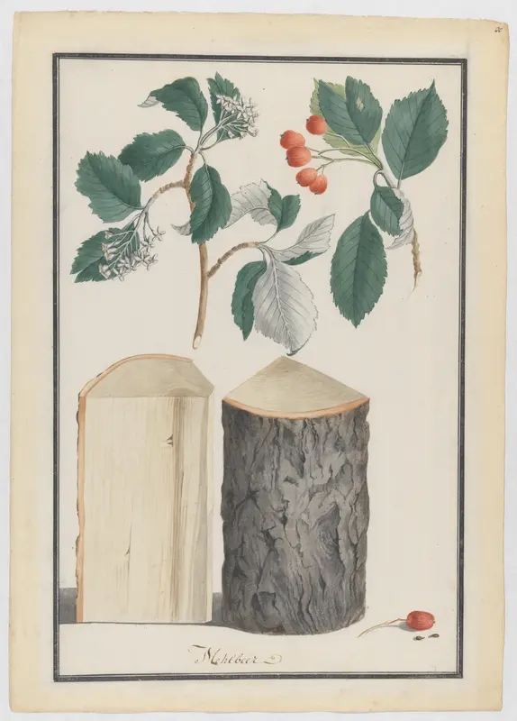 Studies of the leaves, blossoms, fruits and trunk of a whitebeam (Sorbus subgenus Aria) Wall Art by Ludwig Pfleger - High-Resolution Digital Print