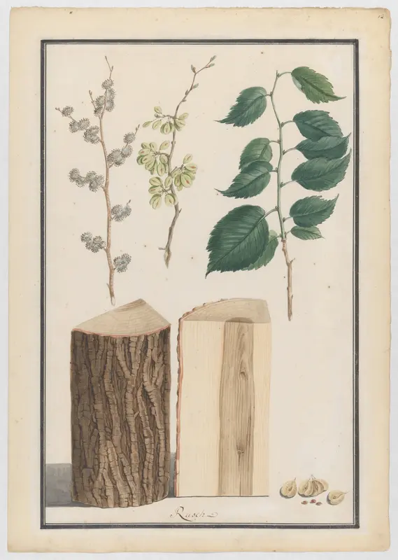 Studies of the leaves, blossoms, fruits and trunk of an English elm (Ulmus procera) Wall Art by Ludwig Pfleger - High-Resolution Digital Print