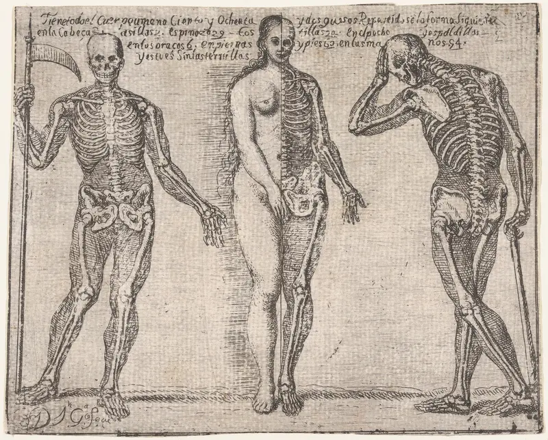 Studies of three skeleton, from the 'Principios para estudiar el Nobilísimo y Real arte de la Pintura' (Madrid 1693) Wall Art by José García Hidalgo - High-Resolution Digital Print
