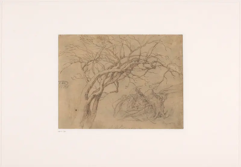 Studies van boomtakken en boomstronken Wall Art by Abraham Bloemaert - High-Resolution Digital Print