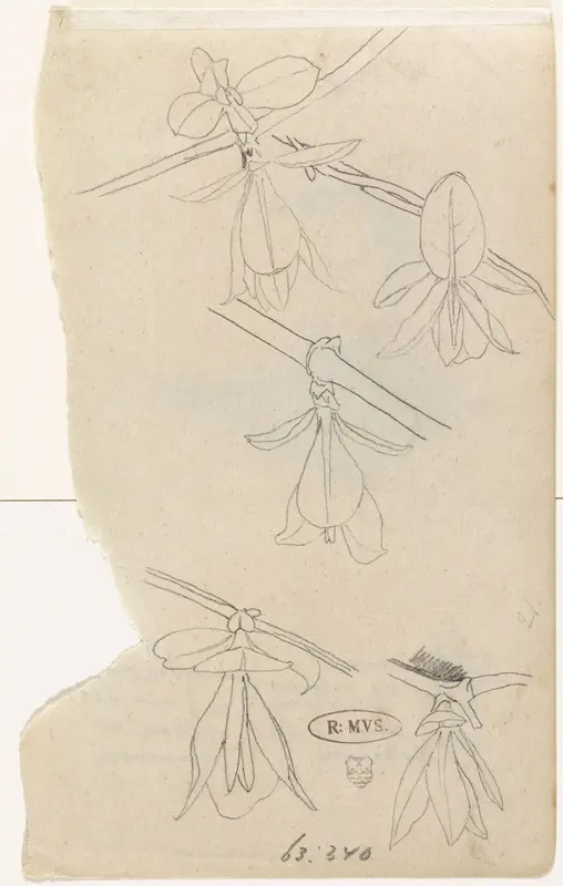 Studies van de bloem van de magnolia Wall Art by Gerrit Willem Dijsselhof - High-Resolution Digital Print