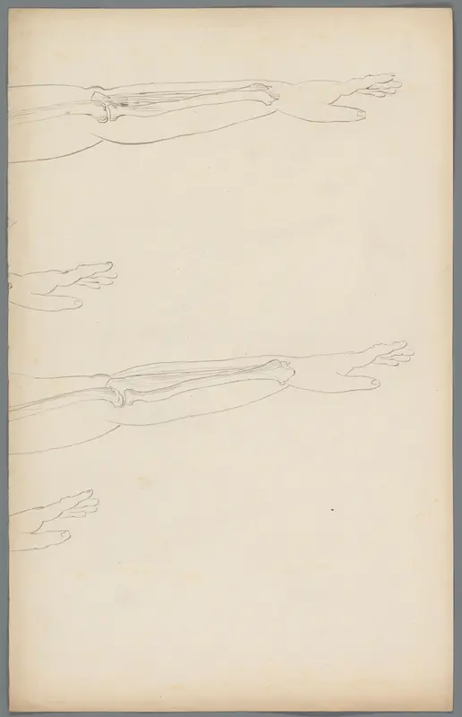 Studies van de botten in een arm Wall Art by Unknown - High-Resolution Digital Print