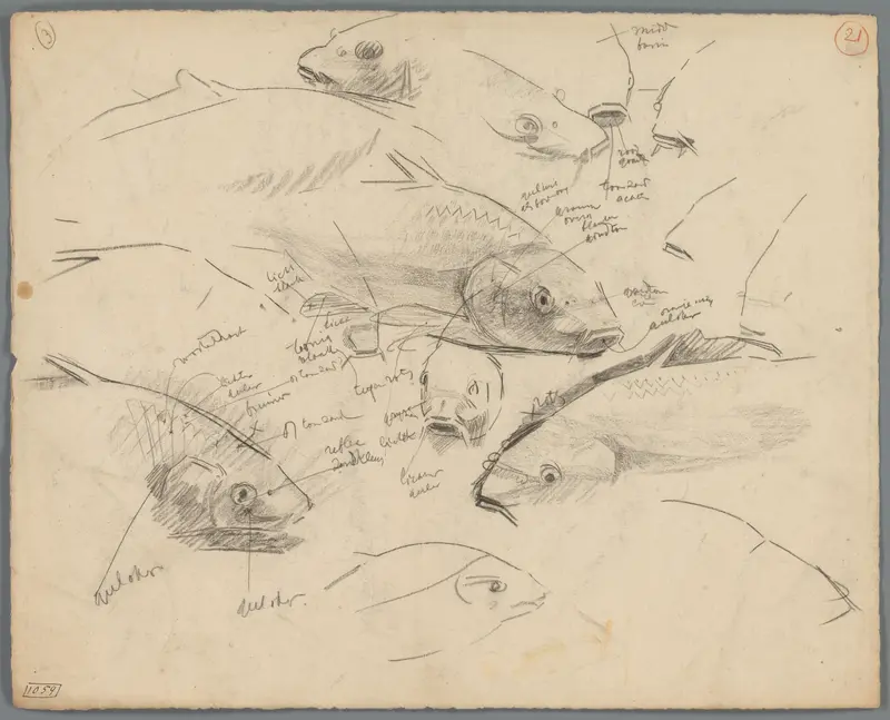 Studies van de koppen van karpers Wall Art by Gerrit Willem Dijsselhof - High-Resolution Digital Print