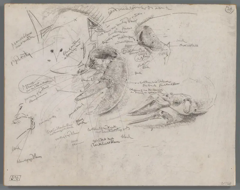 Studies van de scharen van een kreeft Wall Art by Gerrit Willem Dijsselhof - High-Resolution Digital Print