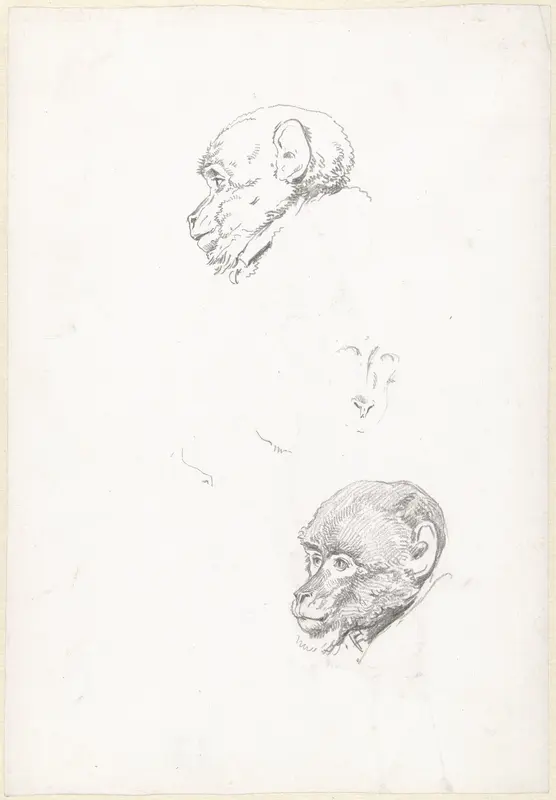 Studies van een apenkop Wall Art by Hendrik Voogd - High-Resolution Digital Print