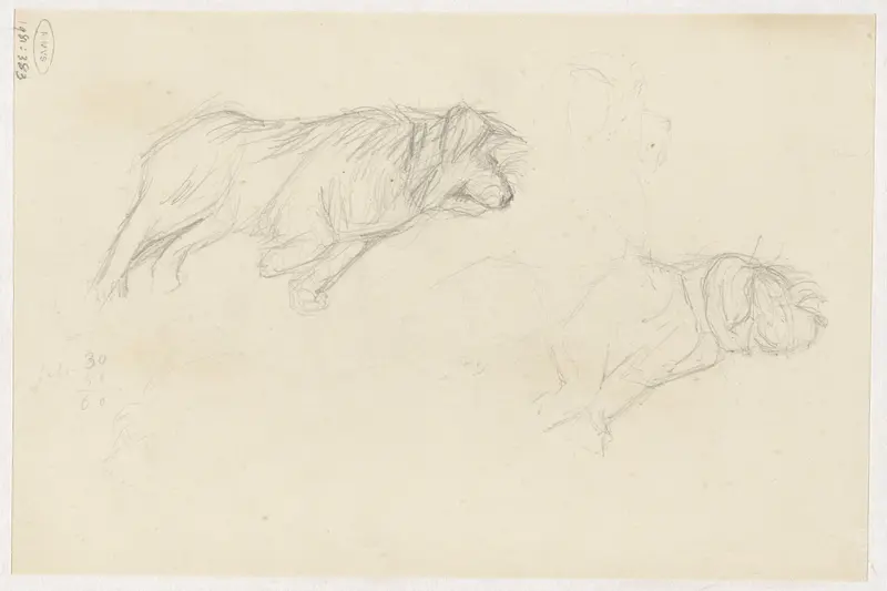 Studies van een hond