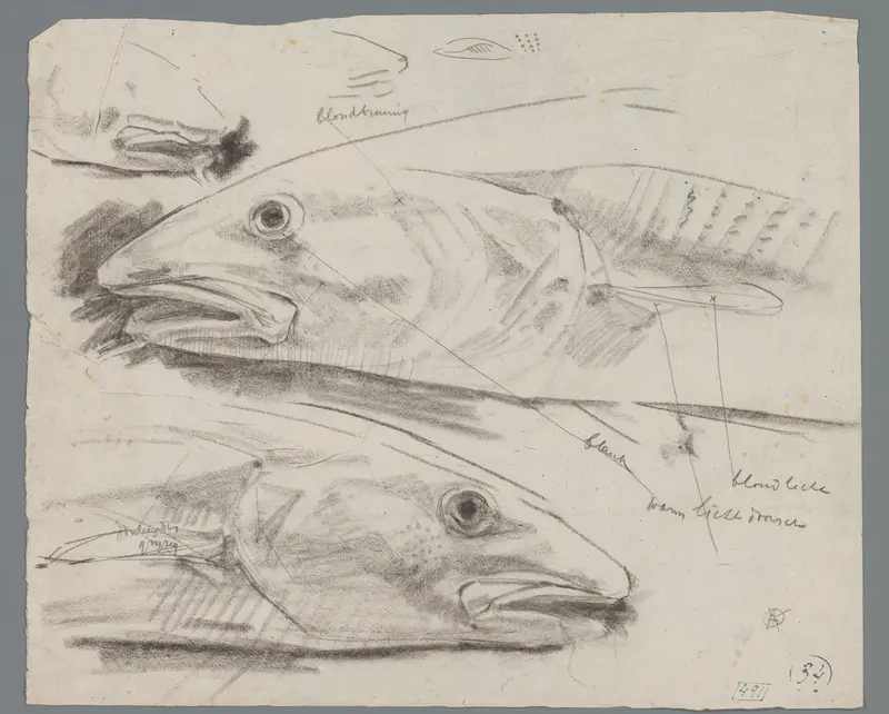 Studies van een kabeljauw Wall Art by Unknown - High-Resolution Digital Print