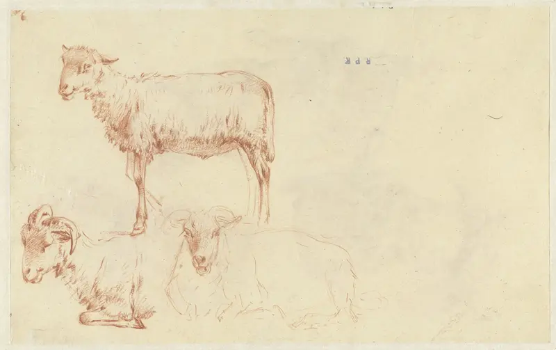 Studies van een schaap, liggend en staand Wall Art by M. Stokvis - High-Resolution Digital Print