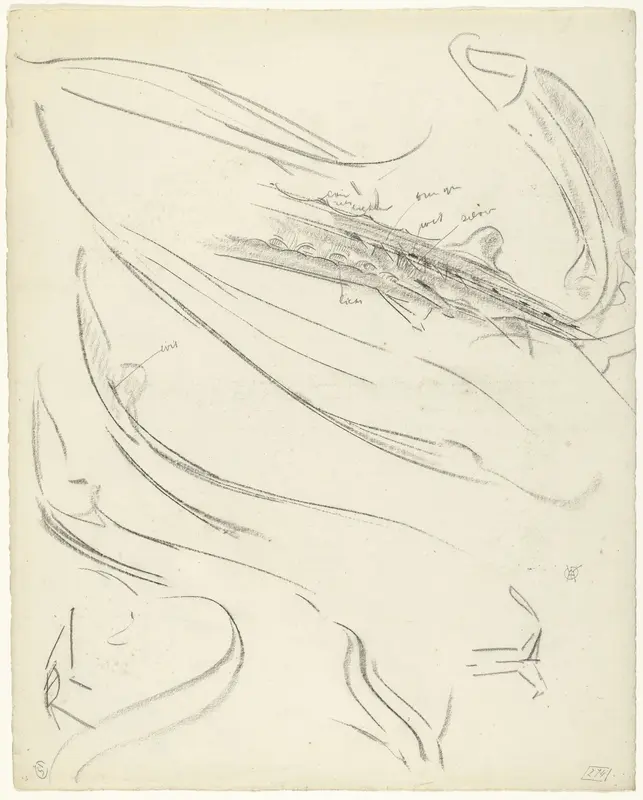 Studies van een sterlet, met kleurnotities Wall Art by Gerrit Willem Dijsselhof - High-Resolution Digital Print
