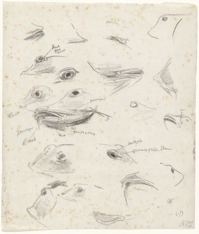 Studies van koppen van ponen Wall Art by Gerrit Willem Dijsselhof - High-Resolution Digital Print