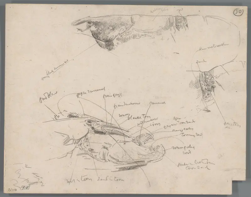 Studies van lichaamsdelen van kreeften Wall Art by Gerrit Willem Dijsselhof - High-Resolution Digital Print